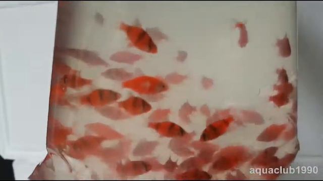 Барбус суматранский Red Glo смотреть онлайн