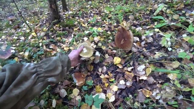Собираю огромные белые грибы, и ведро волнушек для соленья. Еду домой на Уазике. 7 серя.