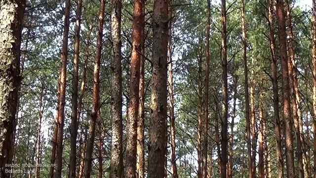Бархатный сезон. Какие страны открыты для туристов из Минска, какие документы предъявить на въезд? смотреть онлайн
