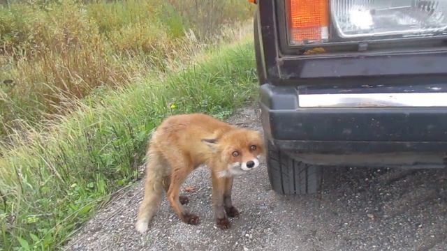 Вот оно общение с природой,бешеный лисенок