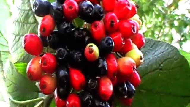 Калина гордовина -- Наддністрянська красуня. смотреть онлайн