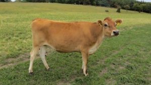 Разведение Джерсейских коров как бизнес идея | Джерсейская корова