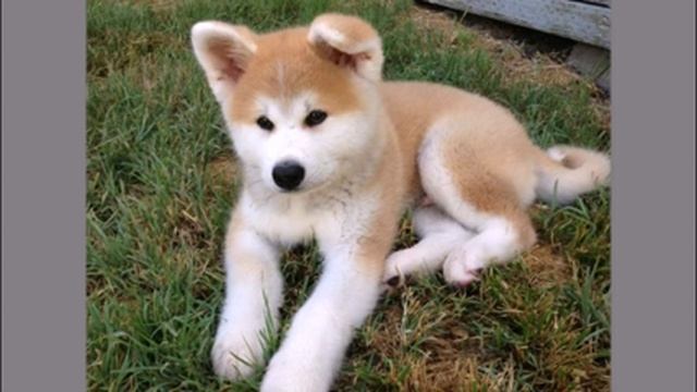 Охотничьи собаки Самые смелые породы собак! Прикольные собаки #Видео_с_животными смотреть онлайн