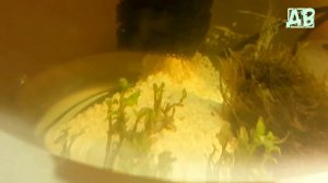 НЕ РАСТУТ РАСТЕНИЯ В АКВАРИУМЕ ЧТО ДЕЛАТЬ? ОШИБКИ НАЧИНАЮЩИХ АКВАРИУМИСТОВ!