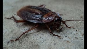 Звук отпугивающий ТАРАКАНОВ и насекомых. Высокочастотный звук.