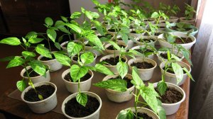 Почему не растет рассада перцев