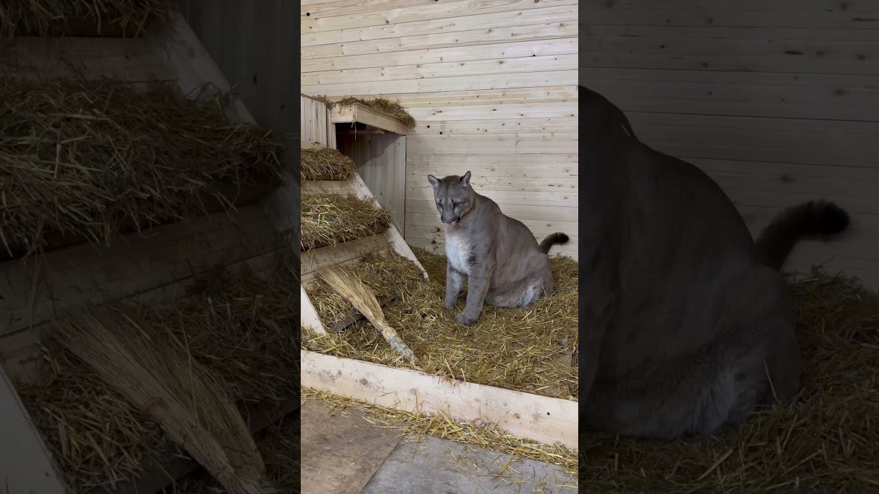 Малыш Брэйдж отжал веник))