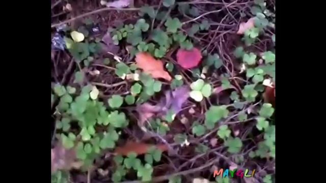 Грибы в лесу. Рядовки и говорушки. смотреть онлайн