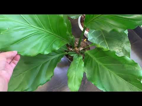 Комнатные растения. Экзотические Антуриумы. смотреть онлайн