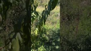 Чем подкормить персик.