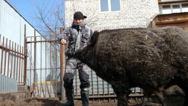 Секач монстр, сколько весит? смотреть онлайн