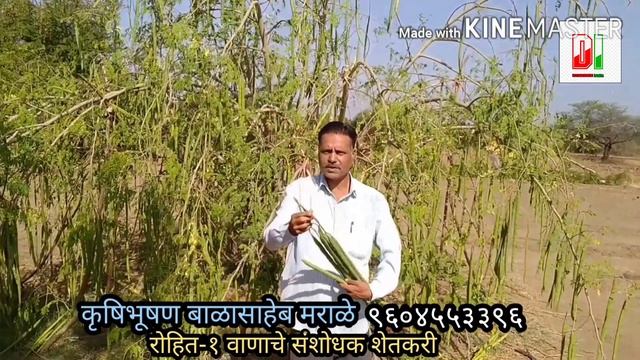 रोहित १ शेवगा वाणाची वैशिष्टे || Drumstick Variety Rohit 1 || mob-9604552396 смотреть онлайн
