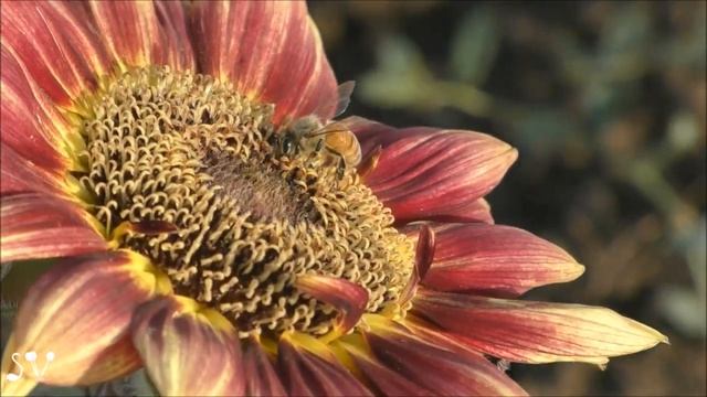 Red sunflower / Данаида хризипп на красном подсолнухе смотреть онлайн
