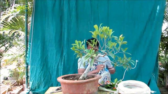 Ficus Panda Bonsai / Time Lapse