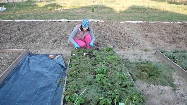 ОБРАБОТКА САДА ВЕСНОЙ. Посадка грецкого ореха смотреть онлайн