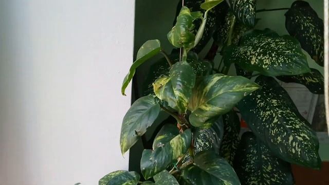 Цветы в кабинете 22 ноября 2017 смотреть онлайн