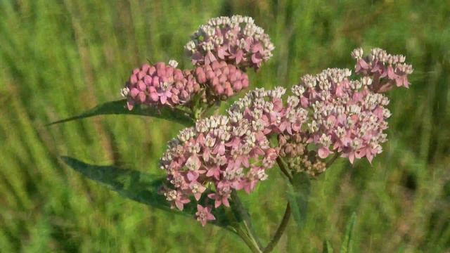 June, 4th Week #1 - Vervain, Dogbane, & Legume смотреть онлайн