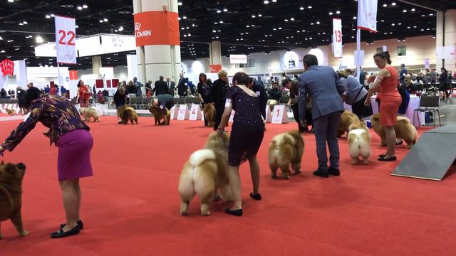 Space Coast Kennel Club Of Palm Bay Tuesday - Orlando - 12/13/16 смотреть онлайн