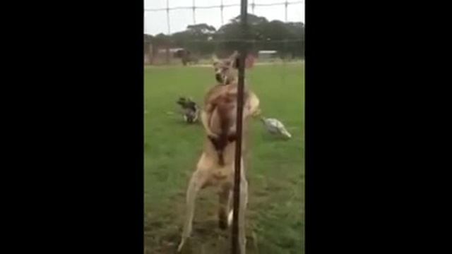 Кенгуру бодибилдер смотреть онлайн