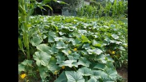 На каком расстояние сажать огурцы в теплице