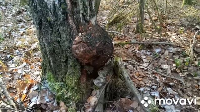 Кап,сувель в городе и лесу.Есть ли разница и отличие？ смотреть онлайн