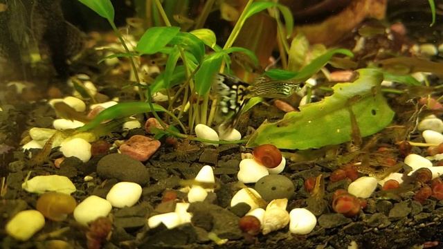 Ура муть полностью осела :) Аквариум после глобальной прополки ;)