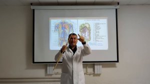 Аорта. Верхняя и нижняя полые вены. Воротная вена / VENA PORTAE