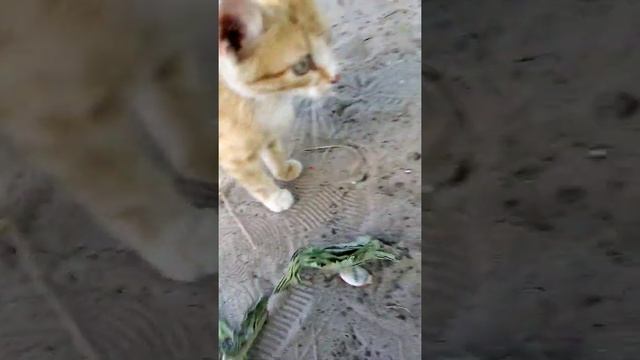 Милый рыжий котик смотреть онлайн