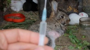 У кормящей  крольчихи парализовало задние лапы - Лечение