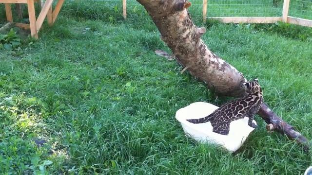 Ocelot. Оцелот Майо Купается...5 месяцев продолжение...