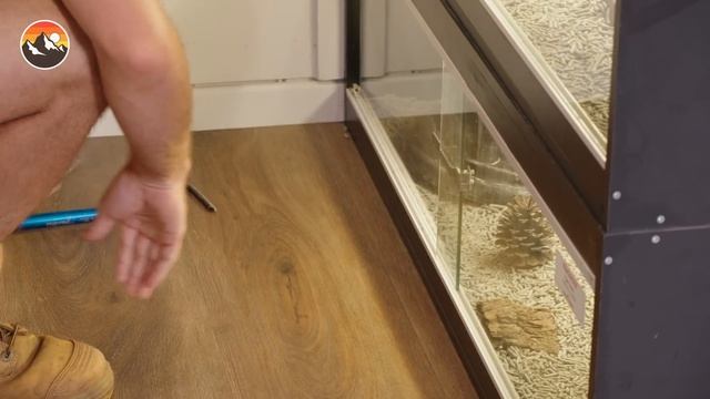 Deadly Snake Bite - She Died? смотреть онлайн