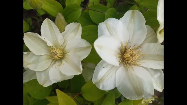 Клематис Guernsey Cream (Clematis GUERNSEY CREAM)