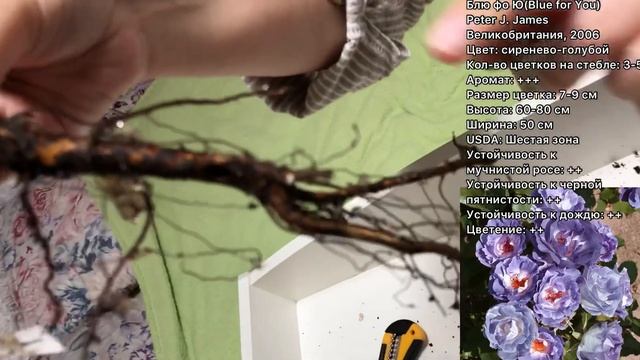 Розы АЛЕКСАНДРА | Распаковка ПОСЫЛКИ смотреть онлайн