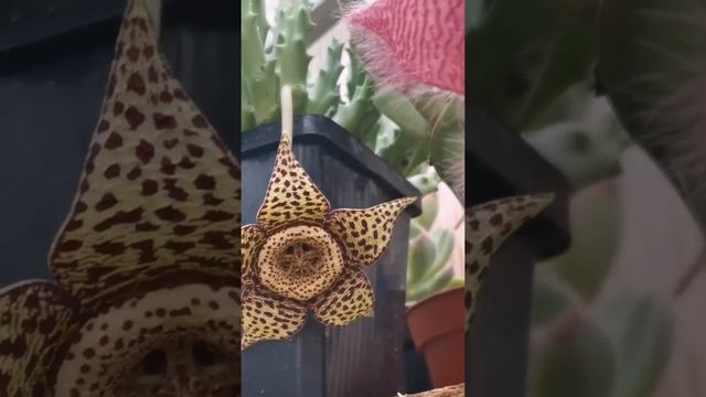 Стапелия грандифлора (Stapelia Grandiflora) цветение.