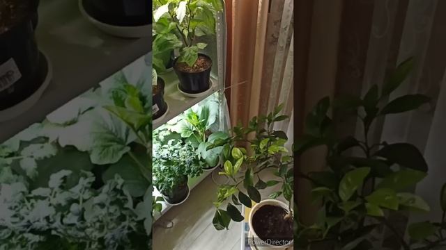 Когда посеять перец #shorts