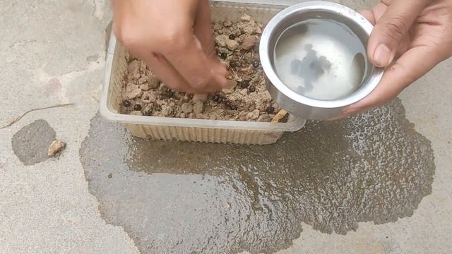 Growing Mirabilis jalapa/संध्या पुष्प part1 смотреть онлайн