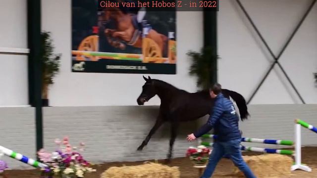 Lot 7 - Broodmare Cilou van het Hobos Z (by Cornet Obolensky) смотреть онлайн