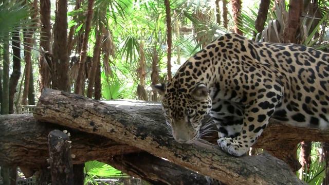 Jaguar, Belize Zoo. Ягуар, зоопарк, Белиз, Ц. Америка (387sp) смотреть онлайн