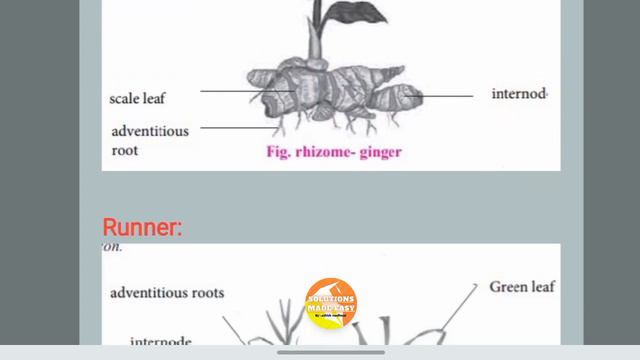 Study of modifications of root stem and leaf biology practical class 11 experiment 4 part b answers смотреть онлайн
