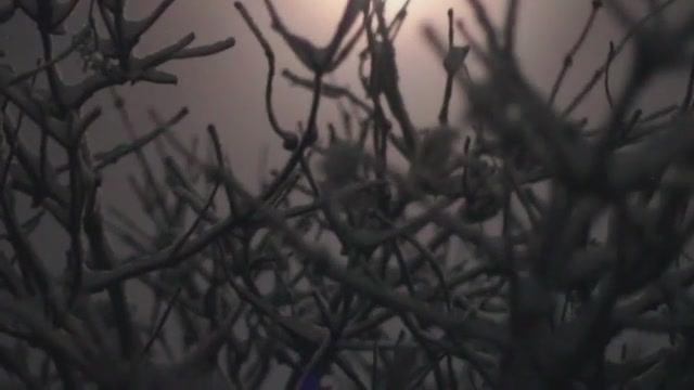 Тест видео Canon EOS 550D смотреть онлайн