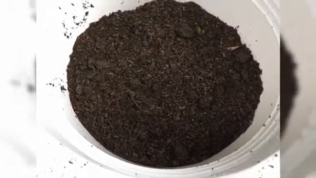 Repotting Plants | Black Rubber Tree, Monstera, Alocasia Zebrina смотреть онлайн