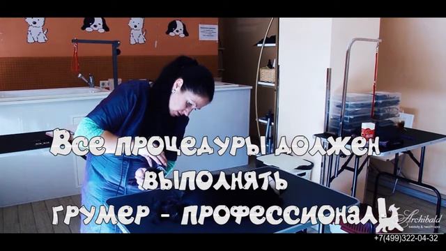 Стрижка кошек смотреть онлайн
