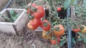 Рыбная и костная мука. Почему нельзя их использовать в качестве удобрения