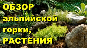 Растения для альпийской горки. Обзор альпинария.