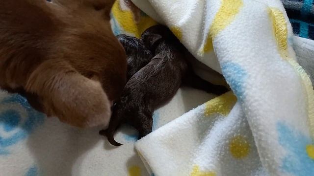 Лакки ухаживает за малышами после родов!?❤️? смотреть онлайн