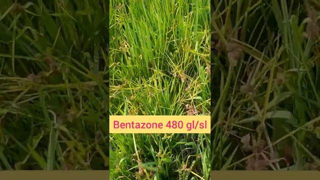 ??basf basagran | bentazone 480 | basagran basf company смотреть онлайн
