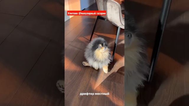 ЛИТВИН/ДОМАШНЕЕ ЖИВОТНОЕ/ДРИФТ СОБАКИ смотреть онлайн