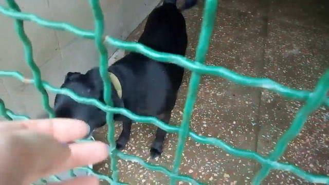 Я - собака. Жду тебя, мой друг. Выпуск 7 смотреть онлайн