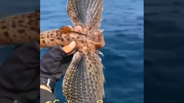 Крылатая (летучая) рыба смотреть онлайн