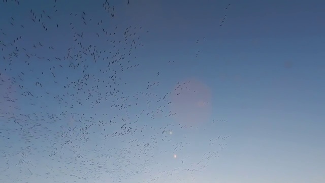 Гусиная охота (мечта охотника) смотреть онлайн